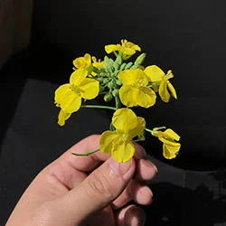 Profile Image of the Author